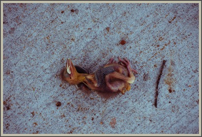 Digital01905prankser