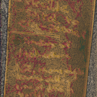 going, going, glycin&nbsp;:2026