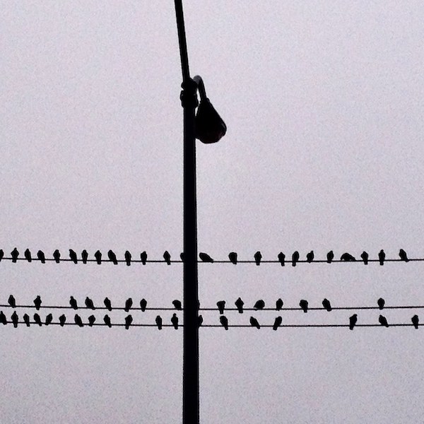 a year of&nbsp;crows